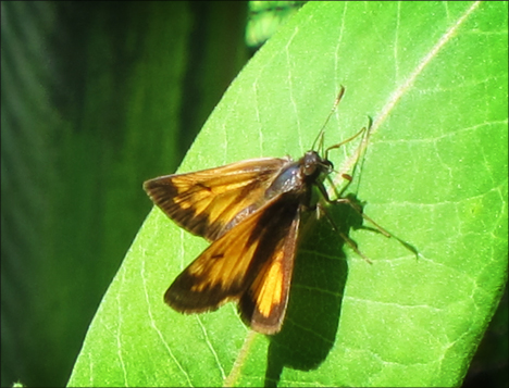 Paul Smiths Native-species Butterfly House:  Skipper (9 June 2012)